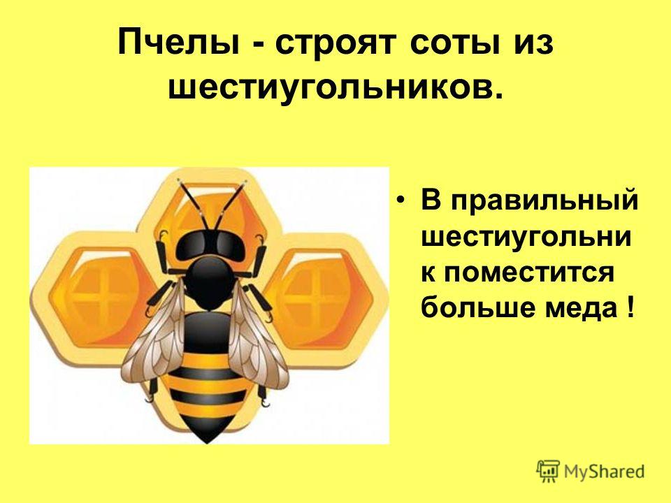 Предложение со словом пчела. Соты пчел строение. Строение сот у пчел. Пчелы математики. Соты пчеловод.