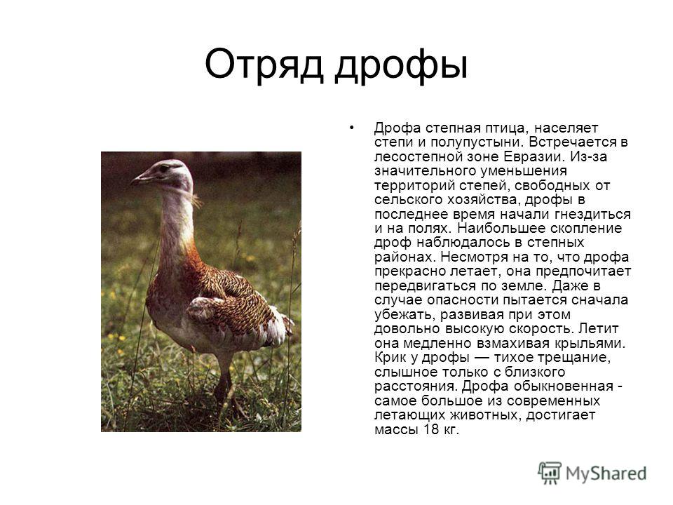 Дрофа в какой природной зоне. Дрофа доклад. Дрофа отряд птиц. Сообщение о птице Дрофа. Сообщение о Дрофе.