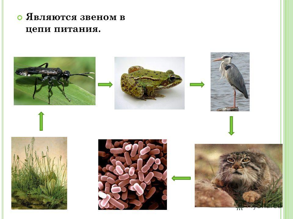 Дуб растения звенья в цепях