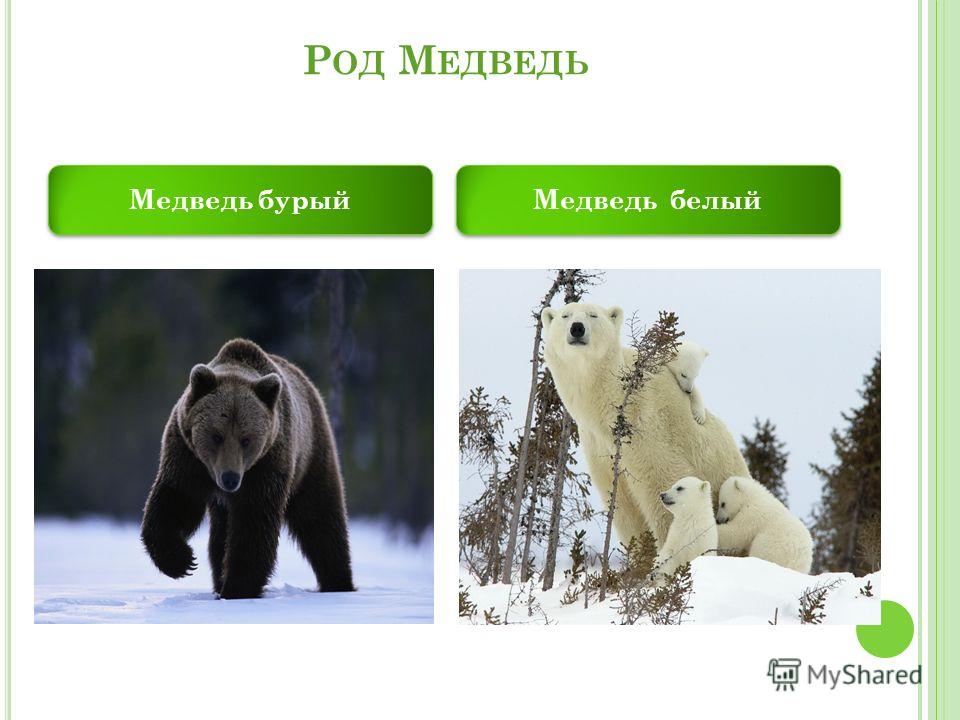 Медведь род