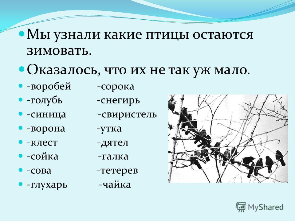 Осталось какой вид. Какие птицы остаются зимовать. Почему птицы называются зимующими. Какие птицы улетают зимовать. Зимующие птицы некоторые.