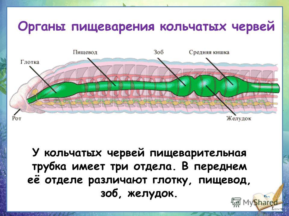 Образ жизни кольчатых