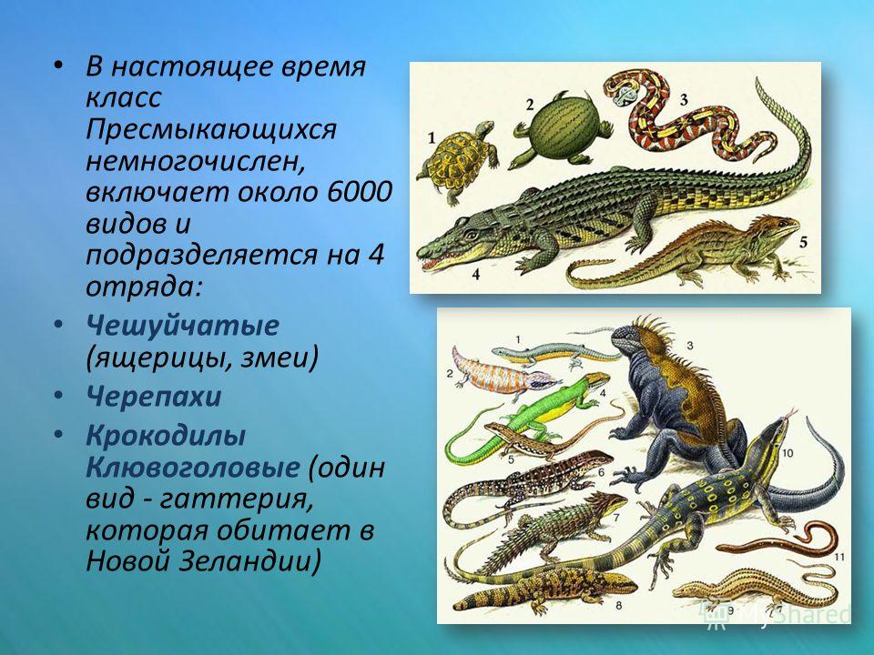 Какие животные пресмыкающие