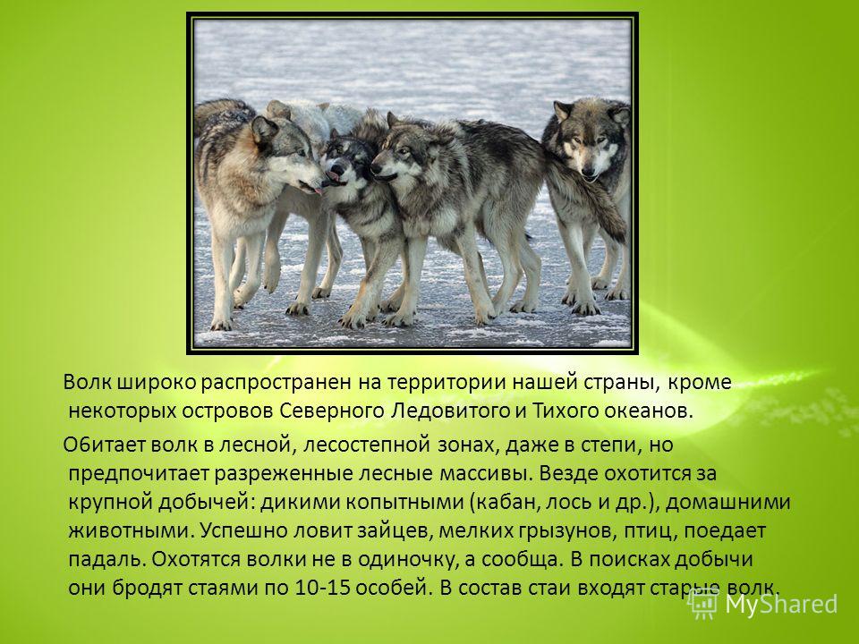 Волк русское слово