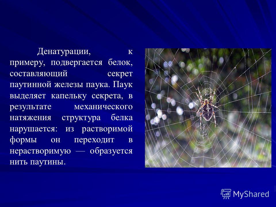 Бородавки паука. Паутинные железы у пауков. Откуда паутина у пауков. Откуда у паука паутина.