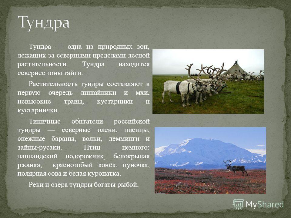 Использование природы данной зоны человеком в тундре. Хар ка природной зоны тундра. Описание тундры. Характеристика тундры. Что такое тундра рассказать.