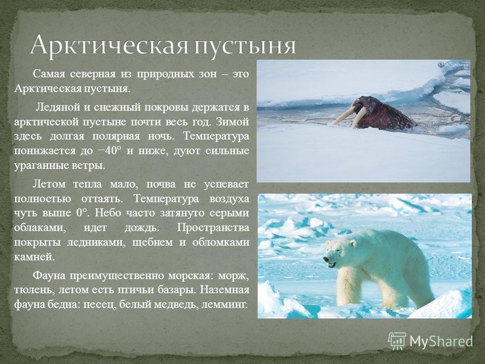 В какой природной зоне встречается медведь. Зона арктических пустынь. Арктические пустыни характеристика.