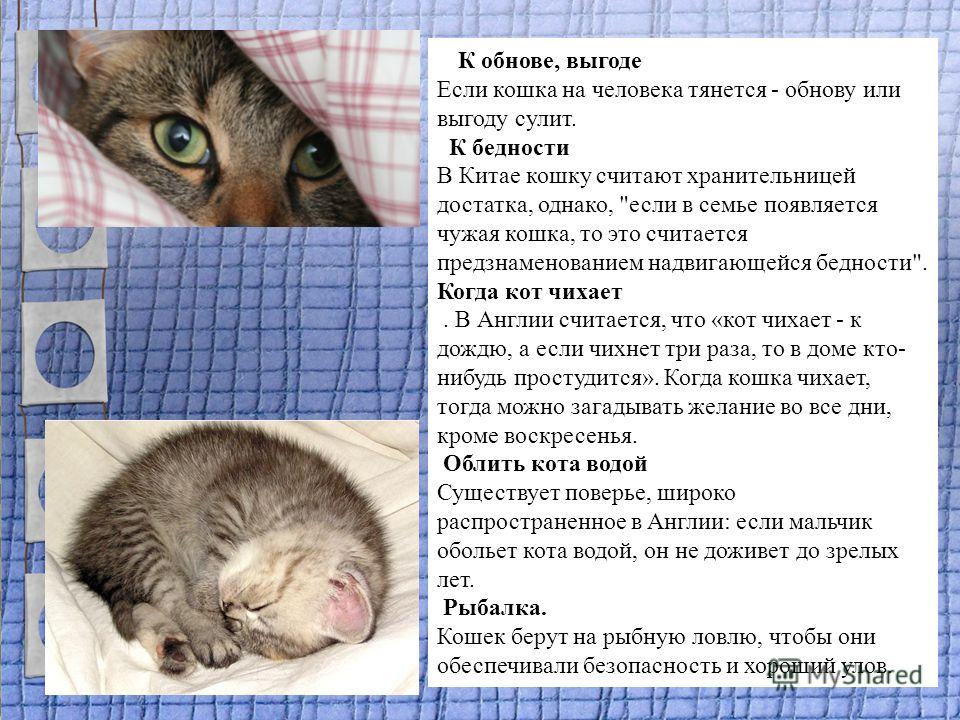 Почему кошка начала чихать. Кошка чихает примета. Если человек потягивается по кошачьи. Кошки тянутся к каким людям. К чему кошка чихает на человека.