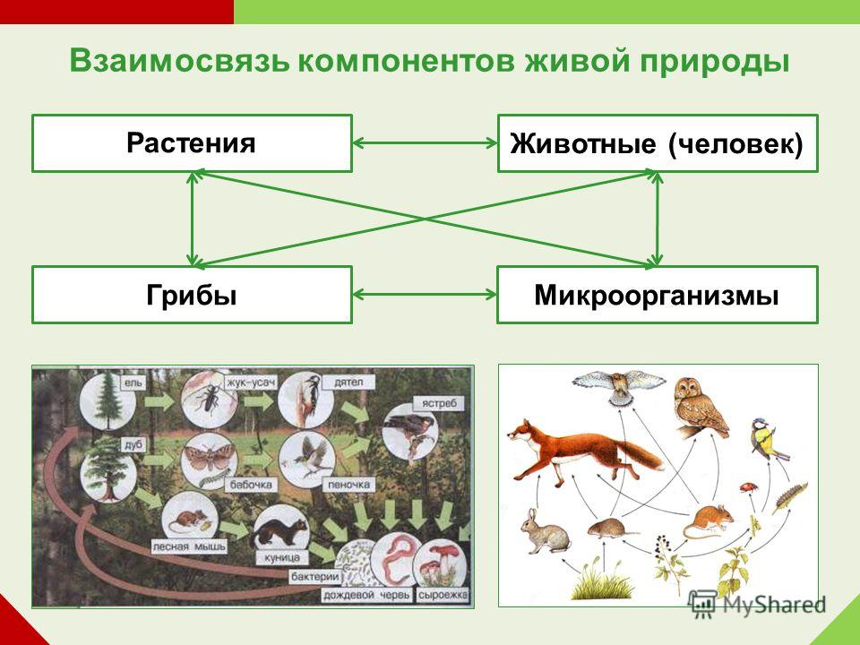 Связи животных в природе. Связь растений и животных. Взаимоотношение растений и животных. Взаимодействие растений и животных. Экологические связи растений и животных.