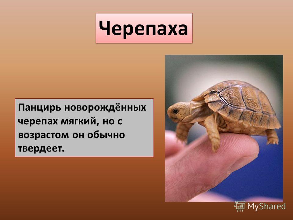 Проект о черепахах