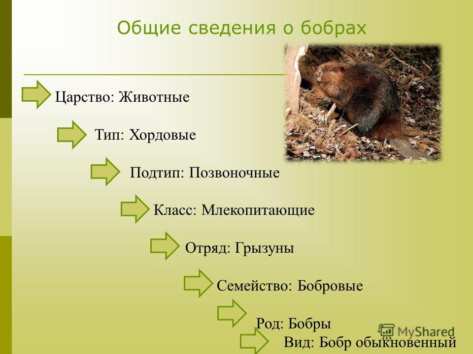 Семейство класс вид тип отряд. Царство Тип Подтип класс отряд семейство род вид Бобр обыкновенный. Бобр систематика. Систематика бобра речного. Класс Тип семейство род вид.