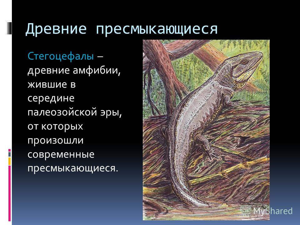 Кто такие пресмыкающиеся. Древние амфибии стегоцефалы. Стегоцефалы Эра. Стегоцефал вымирание Эра. Древние млекопитающие произошли от стегоцефалов.