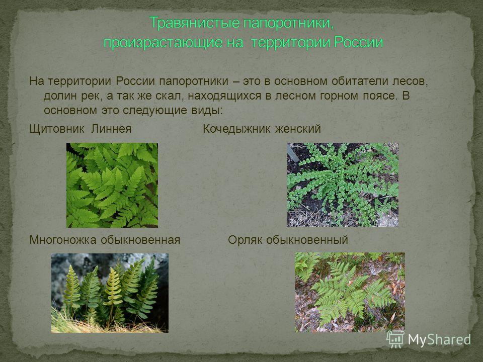 Виды папоротников. Папоротники представители названия. Папоротники 3 класс. Папоротниковидные названия. Реферат на тему папоротники.