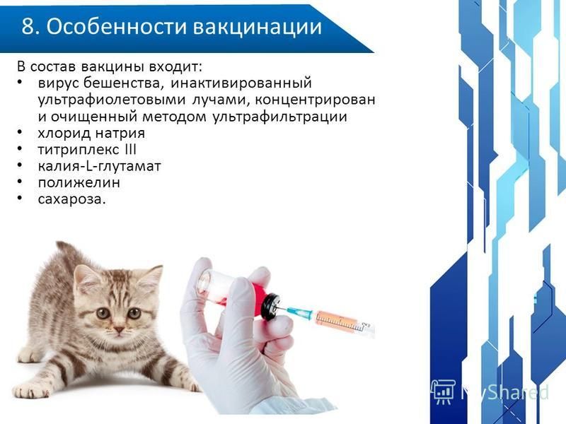 Бесплатная вакцинация кошек в москве 2024. Вирус бешенства вакцина. Вирус бешенства пути передачи. Бешенство механизм передачи. Механизм и пути передачи при бешенстве:.