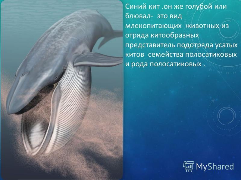 Где живет кит русский язык 1 класс. Семейства китообразных. Синий кит. Голубой кит. Синий кит (голубой кит).