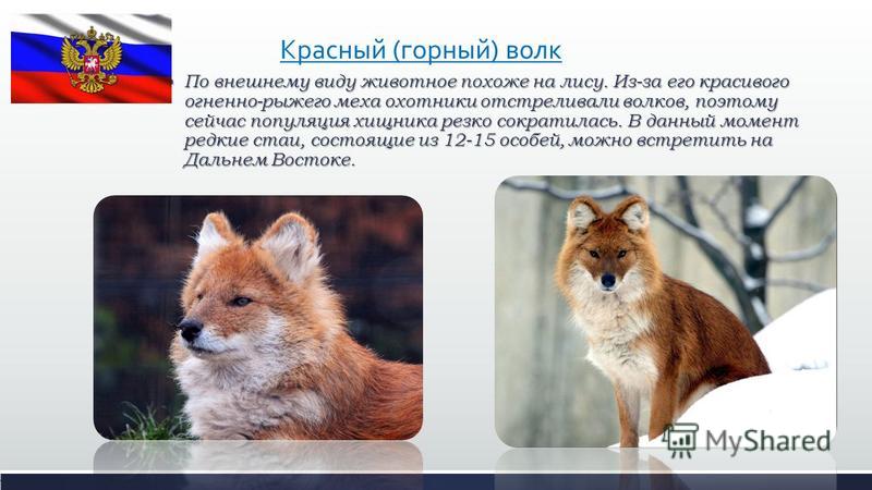 Красный волк из красной книги сообщение