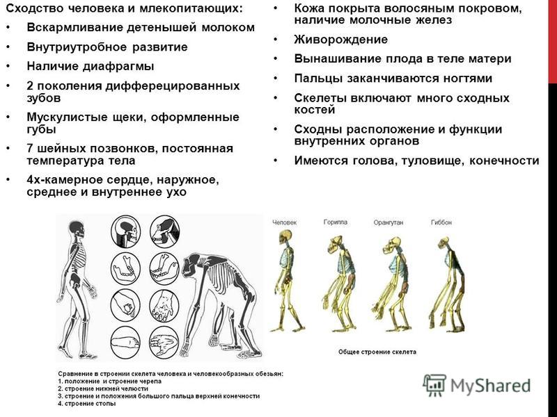 Сходство строения большинства систем органов. Сходство человека с млекопитающими. Сходства и различия человека и млекопитающих. Сходство человека с млекопитающими таблица. Сходство строения человека и млекопитающих.