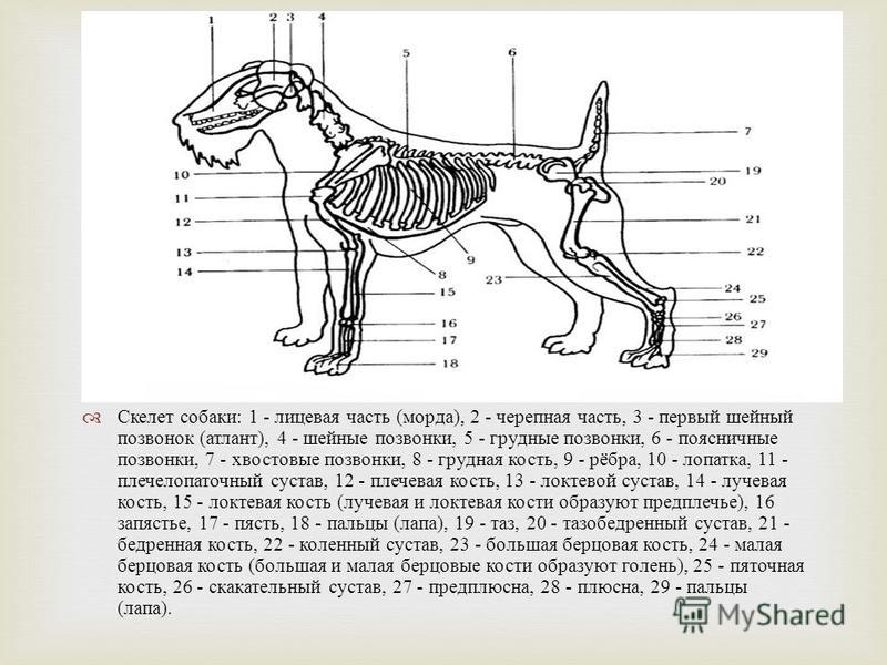 Скелет собаки биология 7 класс