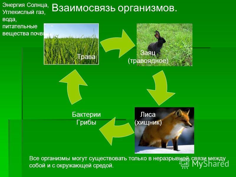 Экологические группы животных животные лесов и открытых территорий презентация