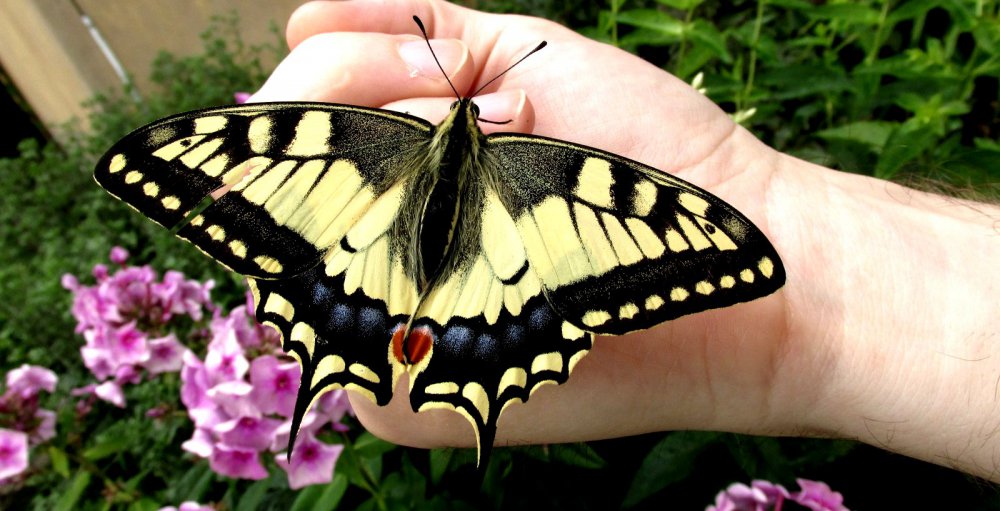 В крыму обитает самая крупная бабочка европы. Бабочка Птицекрыл. Самые большие бабочки. Огромные тропические бабочки. Редкие бабочки.