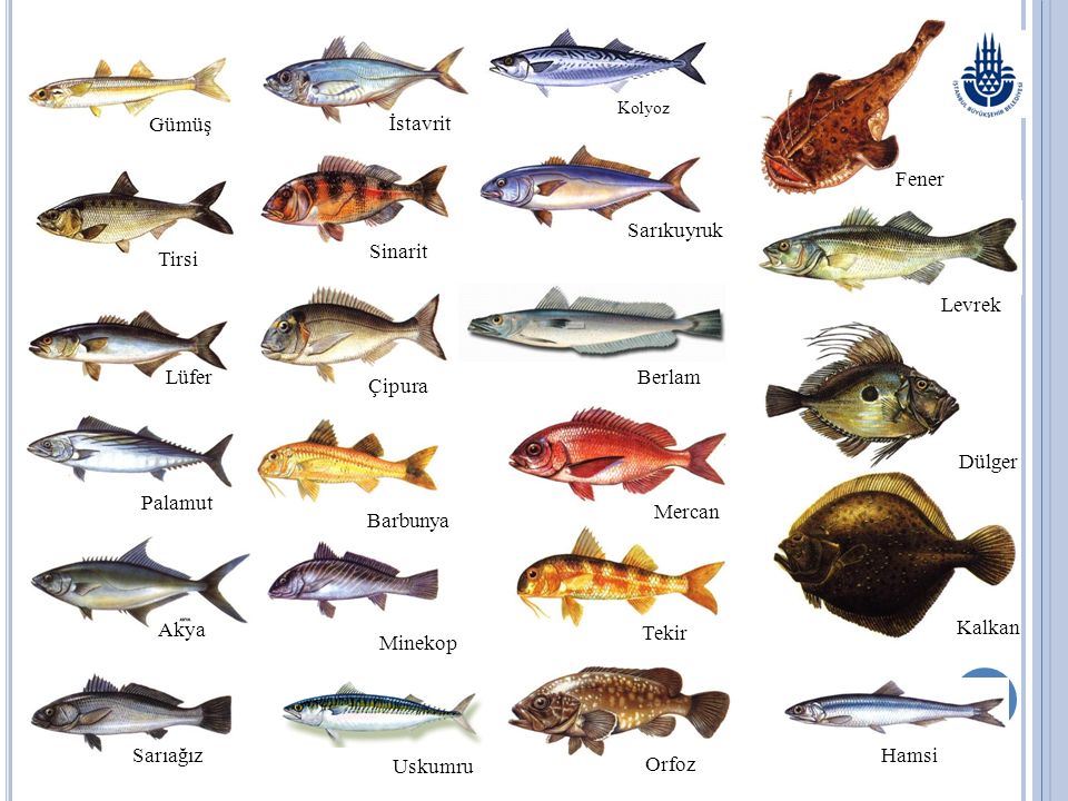 Морская рыба фото и названия