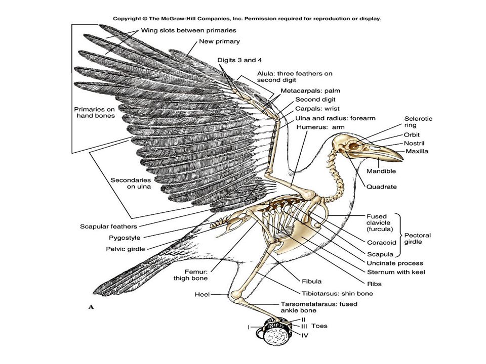 Схема птицы. Скелет летающих птиц строение. Строение скелета попугая корелла. Скелет птицы и строение органов. Строение птицы периферический скелет.