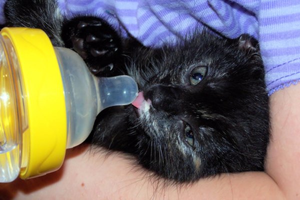 Почему котенок не пьет. Котенок пьет из бутылочки. Может ли котенок простудиться. Котенок пьет молоко. Черный котенок пьет молоко.