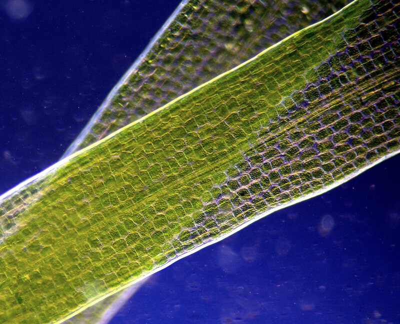 Клетка бурой водоросли. Нитчатка водоросль микроскоп. Водоросль Элодея под микроскопом. Euhalothece микроскоп водоросль. Fucus algae микроскоп.