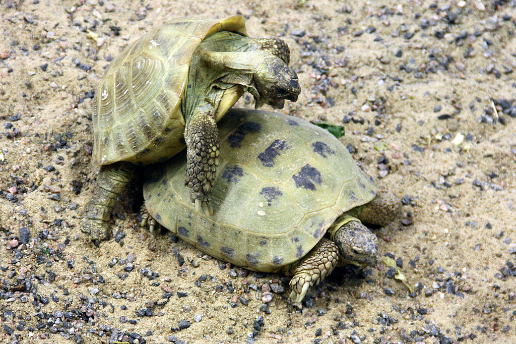 Черепахи пара. Размножение черепах. Как размножаются черепахи. Размножение черепах в природе. Рождение черепах порядок.