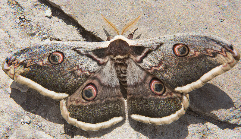 Грушевая павлиноглазка особенности. Павлиноглазка мохнатая. Павлиноглазка серая. Крупные бабочки севера. Большая бабочка с глазами на крыльях мохнатая.