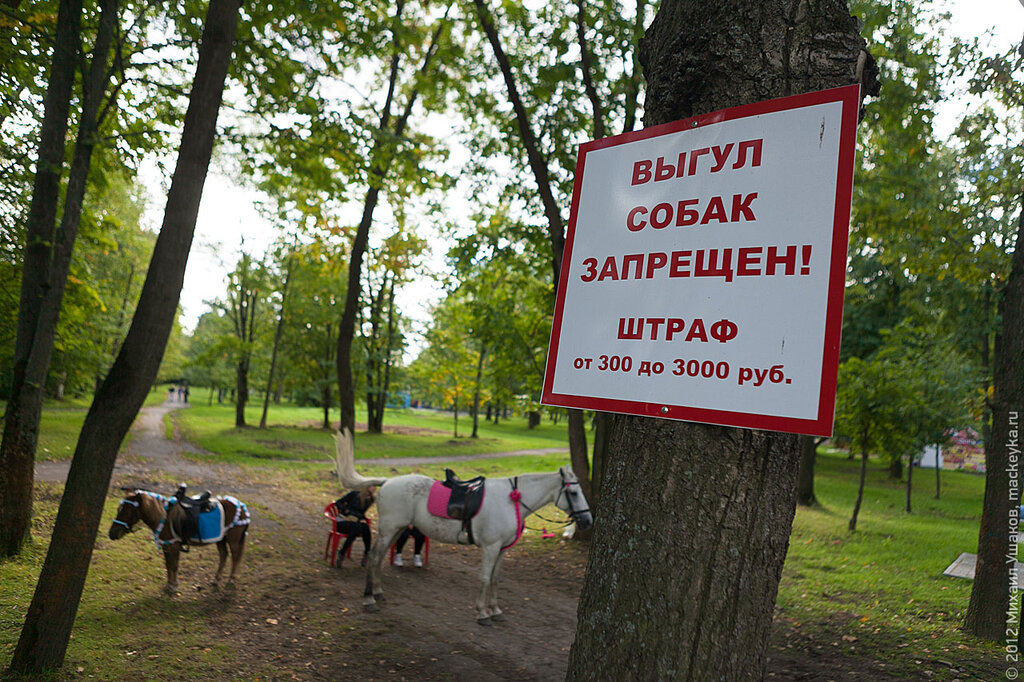 Выгул собак в городе. Выгул собак. Выгул собак запрещен штраф. Выгул собак запрещен штраф табличка. Распечатки выгул собак.