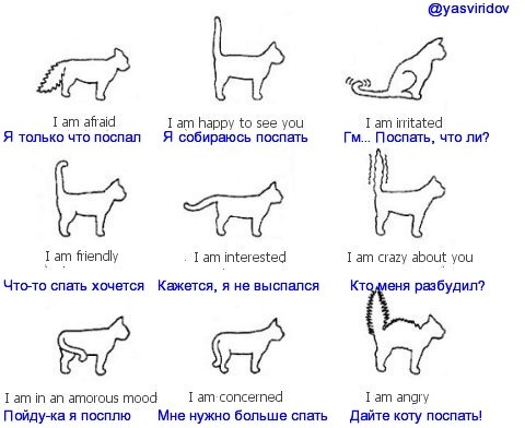 Язык кошачьего хвоста в картинках