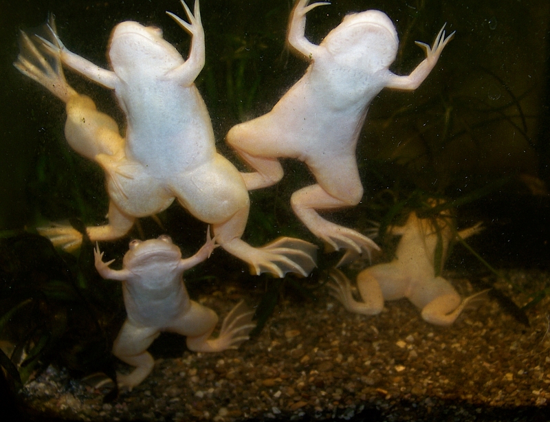 Шпорцевые лягушки фото