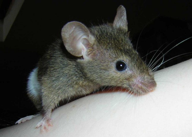 Как выглядит мышь и крыса маленькие фото