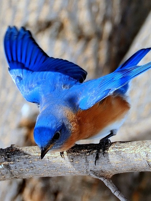 Синяя птица под. Птица с голубыми крыльями. Птица с синими перьями. Птица с синими крыльями. Птичка с голубыми крылышками.