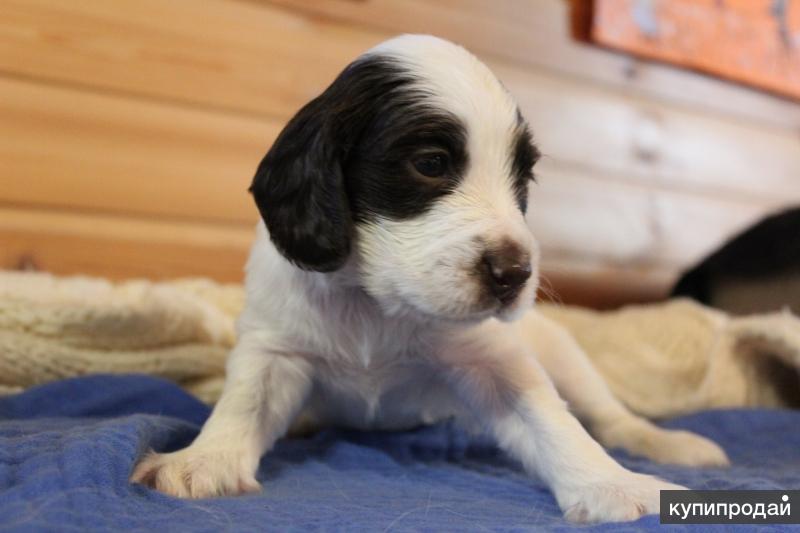 русская спаниель щенок. питомники спаниелей английский. русский охотничий спаниель щенки. английский кокер спаниель трехцветный. щенки русского спаниеля в полный рост.