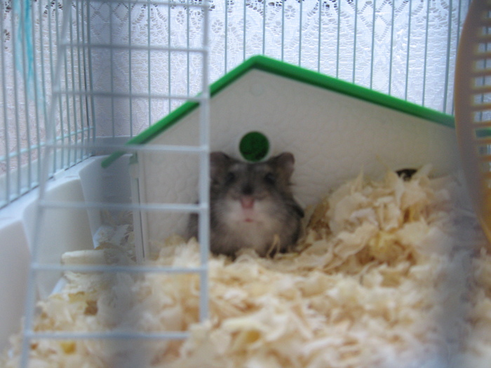 сколько умирают хомяки