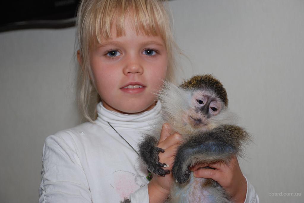 Купить маленькую домашнюю обезьянку недорого. Ручная обезьянка. Маленькая обезьянка Живая. Домашние обезьянки. Маленькие домашние обезьянки.