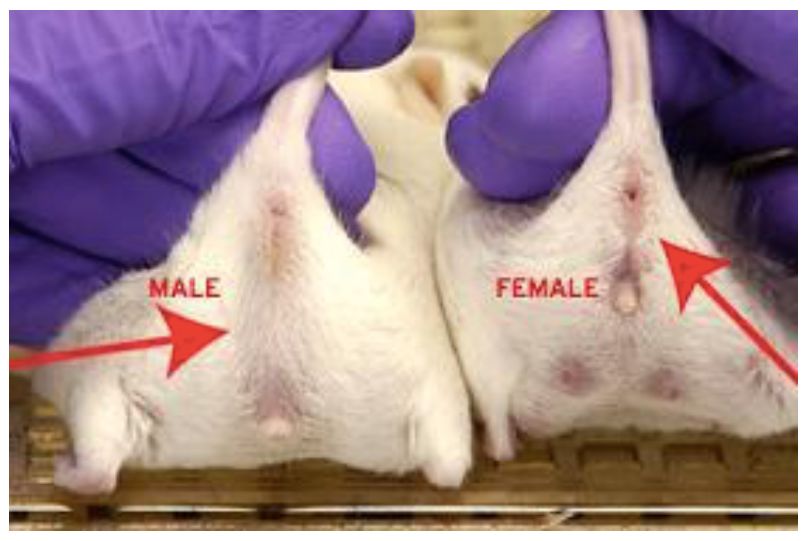 Втягиваются яички. Как определить полькрысы. ААК определить пол кры.