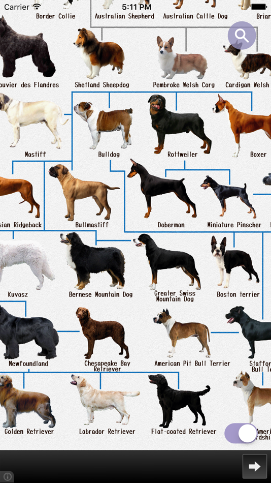Породы собак с фотографиями и названиями всех размеров