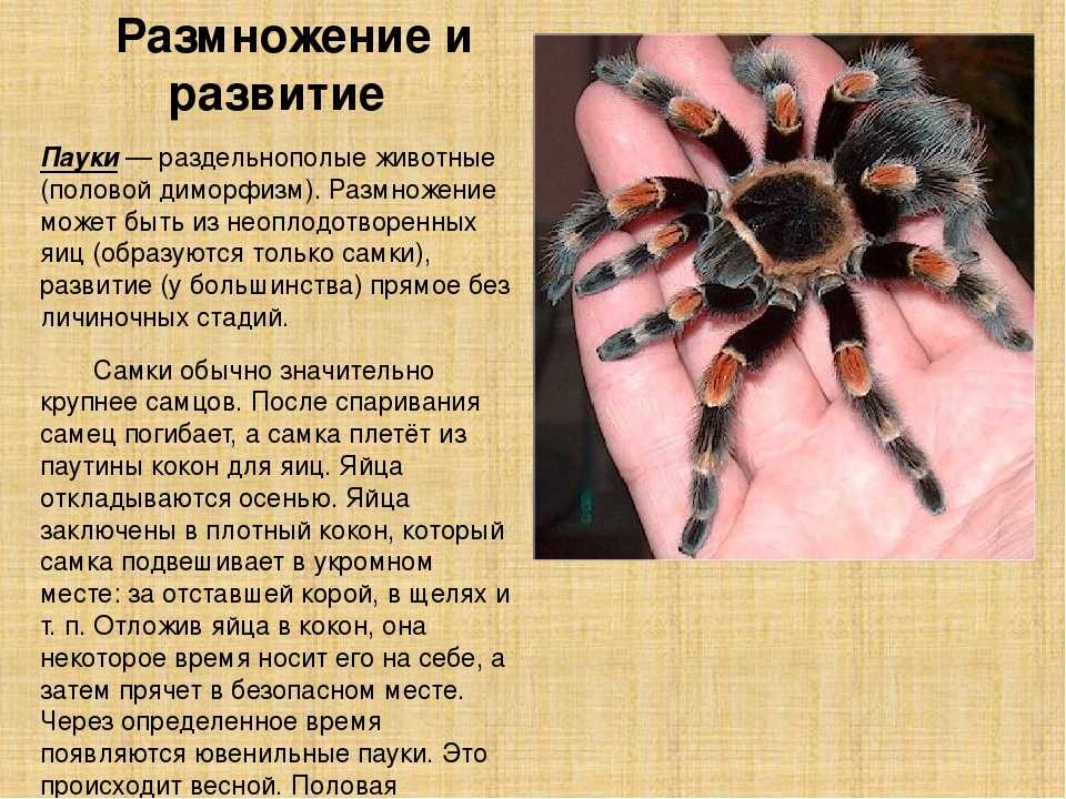 Пауки непрямое развитие. Развитие паукообразных. Размножение паукообразных. Пауки размножение. Класс паукообразные размножение.