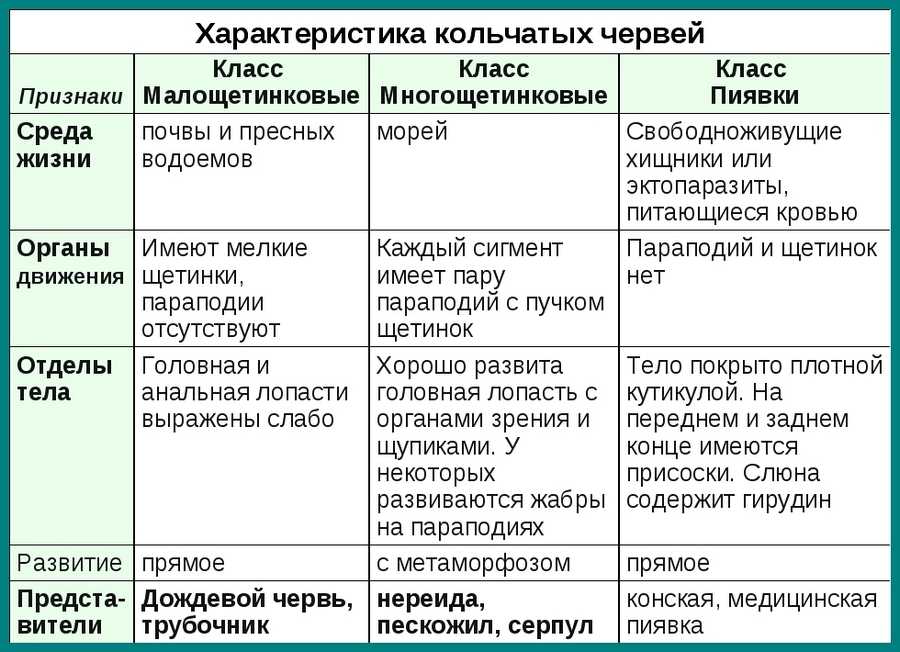 Характеристика кольчатых. Покровы тела многощетинковых червей. Класс многощетинковые характеристика. Характеристика кольчатых малощетинковых червей. Класс Малощетинковые характеристика.