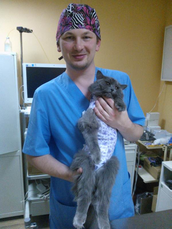 Кошка стерилизованная купить уфа. Ветеринарная клиника стерилизация кошки. Стерилизация кошки овариоэктомия. Овариогистерэктомия кошки.