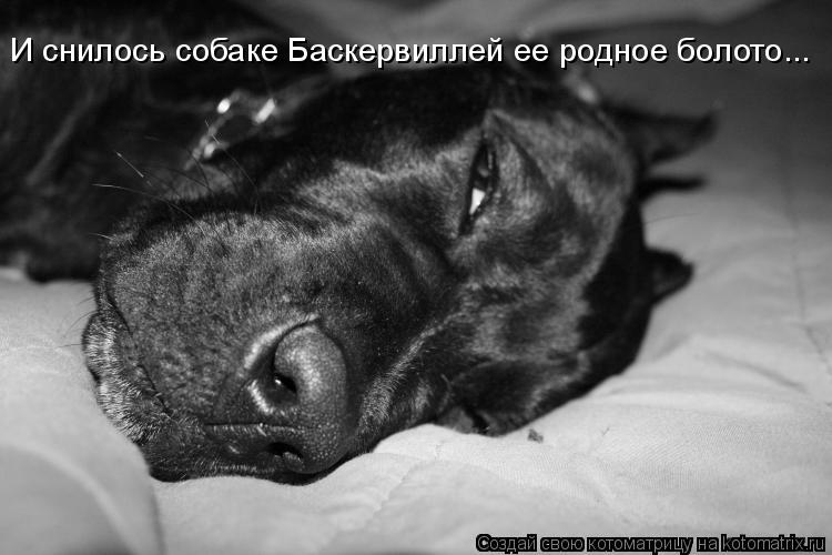 Черная собака во сне женщине к чему. Что снится собакам. Приснился пес. Приснилась собака. Собаки видят сны.