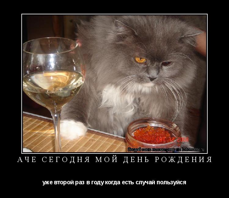 Все ест не наедается а попьет. Кот пьет. Кот икра и шампанское. Котик с икрой и шампанским. Кот с икрой.