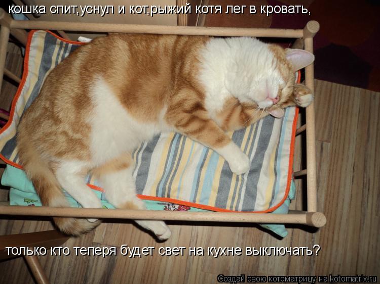 Сколько спят кошки