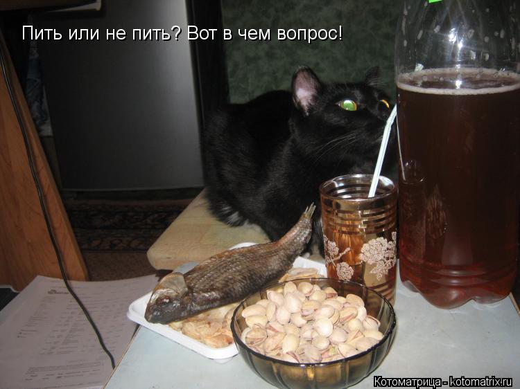 Сегодня попьем. Кот пиво пятница. Кот с пивом. Кот пьет пиво. Коты с пивом.