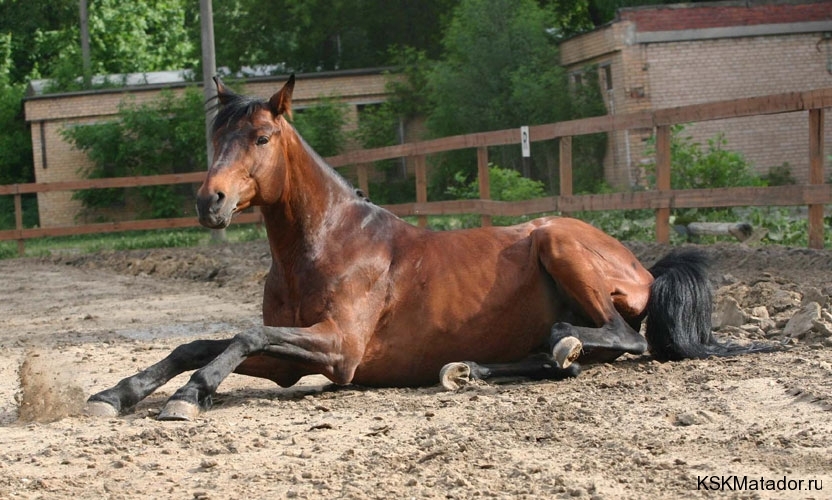 Лошадка сидит. Сидячая лошадь. Лежачая лошадь. Лошадь лежит. Лошадь сидит.