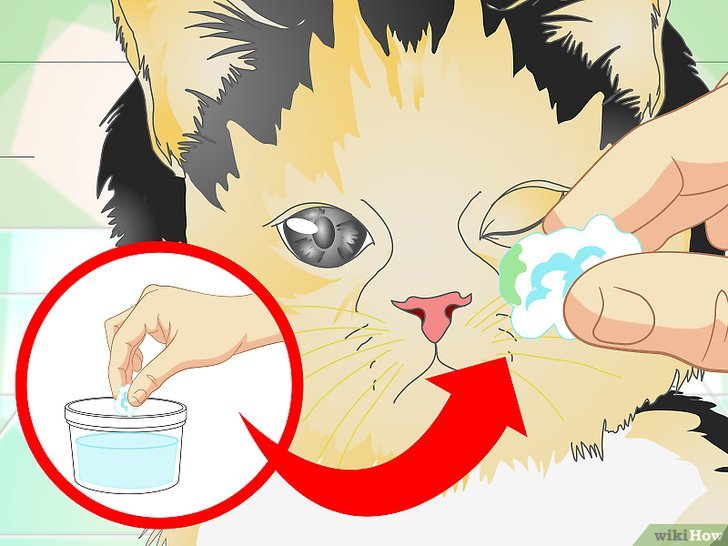 Закапать в нос кошке. Промывание глаз у животных. Средство для протирания глаз кошкам.