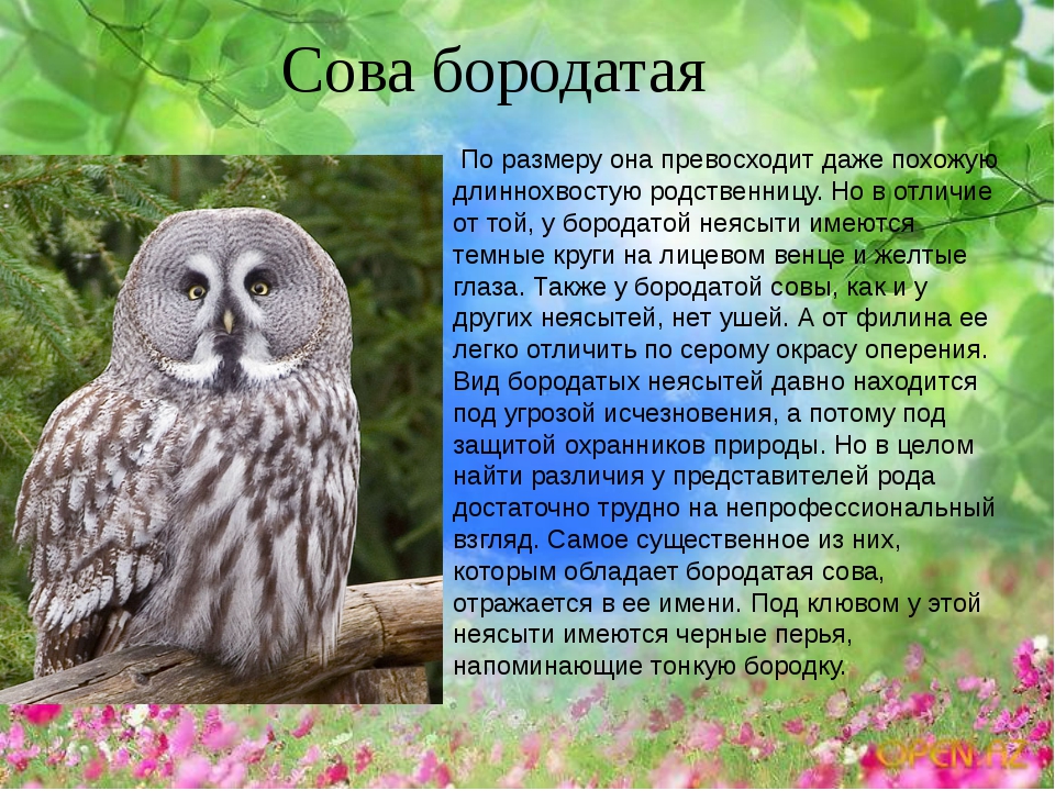 Сова рассказ 2 класс. Описание Совы. Информация о сове. Доклад про сову. Сова рассказывает.